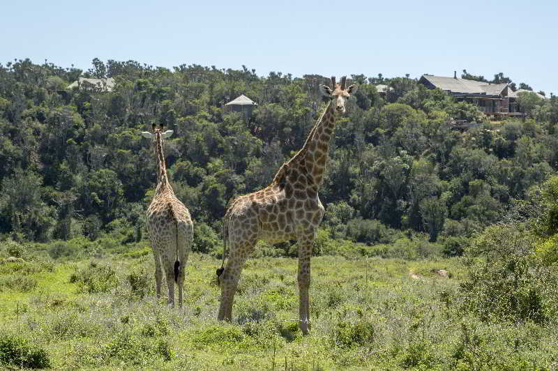 Kariega Game Reserve Bushman's River Mouth Dış mekan fotoğraf